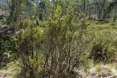 Melaleuca pityoides