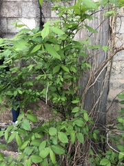Ulmus americana