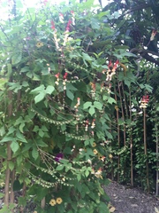 Ipomoea lobata