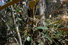 Olearia alpicola