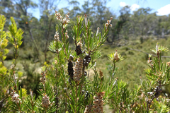 Melaleuca pityoides