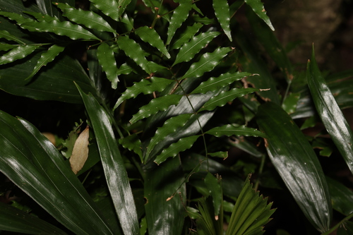 Lepiderema pulchella, photograph 5