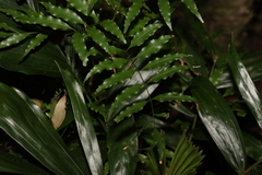 (c) Greg Tasney, some rights reserved (CC BY-SA) Lepiderema pulchella, photograph (c) Greg Tasney, some rights reserved (CC BY-SA)