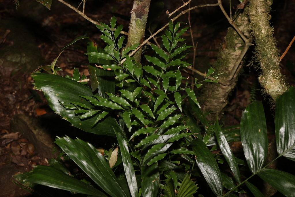 Lepiderema pulchella; photograph (c) Greg Tasney, some rights reserved (CC BY-SA)
