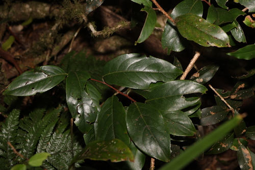 Image of Celastrus subspicatus by (c) Greg Tasney, some rights reserved (CC BY-SA)