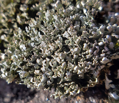 Cladonia apodocarpa