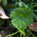 Azorella fragosea - Photo (c) Wayne Martin, some rights reserved (CC BY-NC), uploaded by Wayne Martin