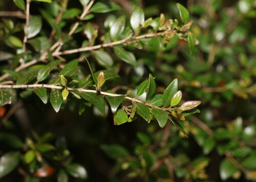 Uromyrtus lamingtonensis, 2023-12-08