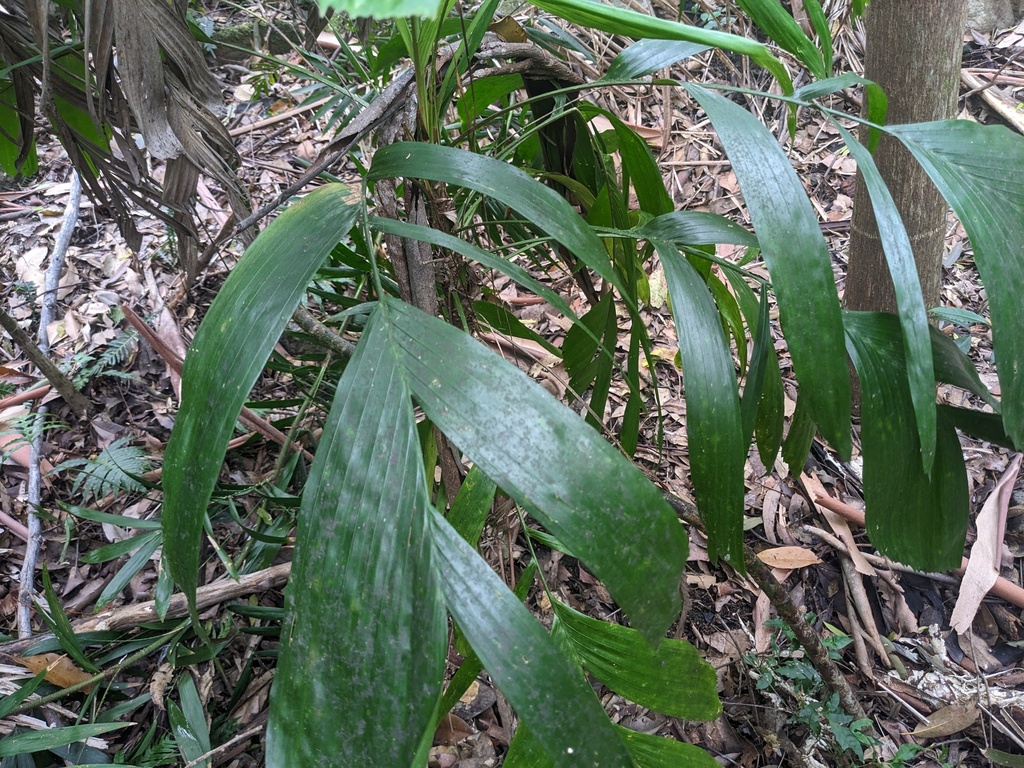 Walking Hand Stick (Palm Tree)