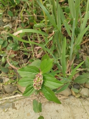 Euphorbia hirta image