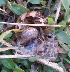 Armadillidium vulgare