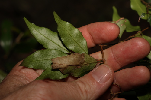 Image of Syzygium francisii by (c) Greg Tasney, some rights reserved (CC BY-SA)