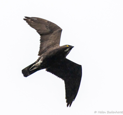 Bat Hawk photo 2