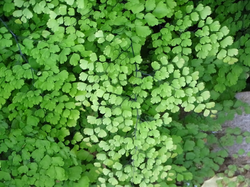 Adiantum raddianum