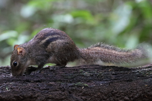 Indochinese Ground Squirrel