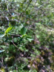 Neviusia alabamensis