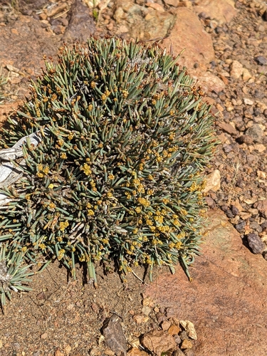 Image of Ephedra frustillata by (c) Todd Boland, some rights reserved (CC BY)