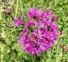 Vernonanthura nudiflora