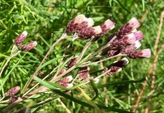 Vernonanthura nudiflora