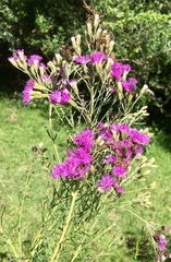 Vernonanthura nudiflora