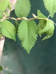 Ulmus americana