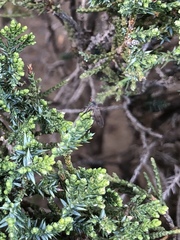 Anthomyia obscuripennis