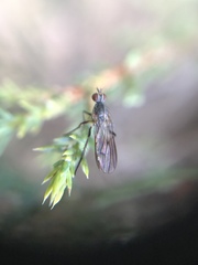 Anthomyia obscuripennis