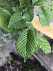 Ulmus americana