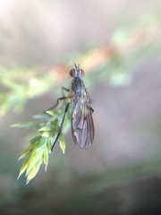 Anthomyia obscuripennis
