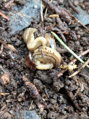 Bipalium pennsylvanicum