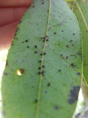 Euthoracaphis umbellulariae