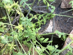 Pholistoma auritum arizonicum