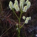 Baldwin's Milkwort - Photo (c) Joe MDO, some rights reserved (CC BY-NC), uploaded by Joe MDO