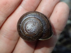 Helminthoglypta umbilicata