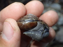 Helminthoglypta umbilicata