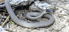Master's Snake photo 2