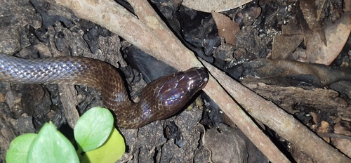Andaman Wolf Snake
