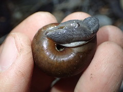 Helminthoglypta umbilicata