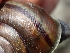 Helminthoglypta umbilicata