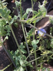 Pholistoma auritum arizonicum