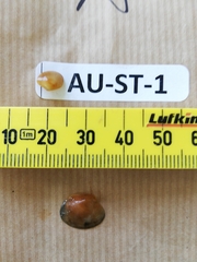 Zostera muelleri