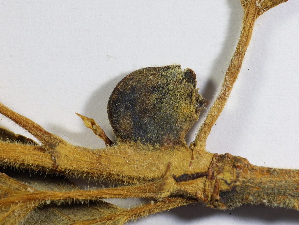 Pemphigus immunis