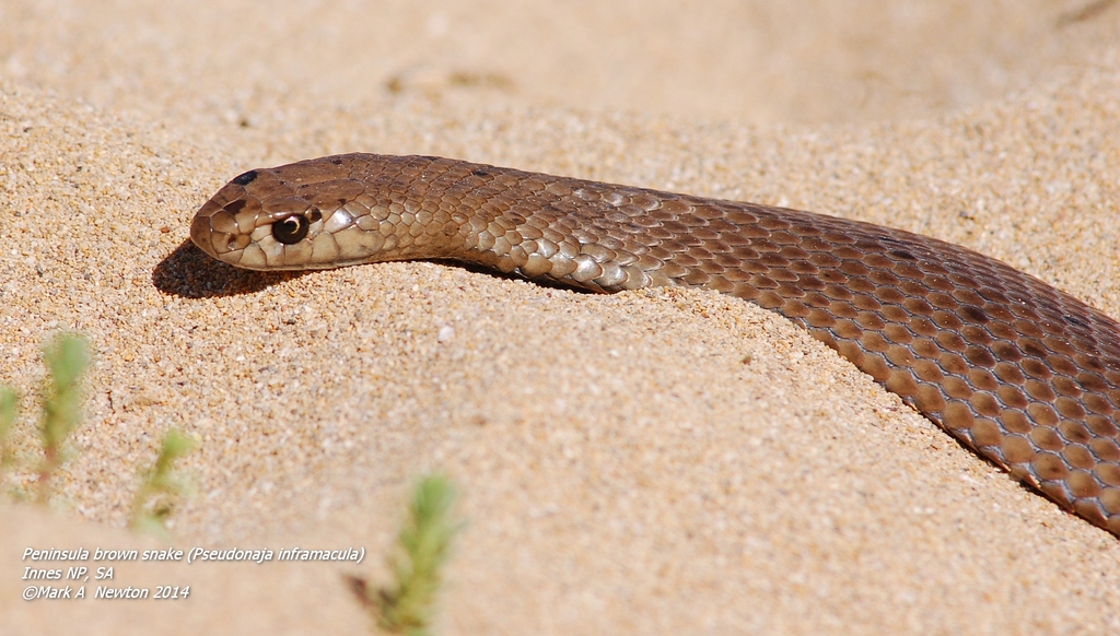 Peninsula Brown Snake