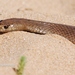 Peninsula Brown Snake - Photo (c) Mark Newton, some rights reserved (CC BY-NC), uploaded by Mark Newton