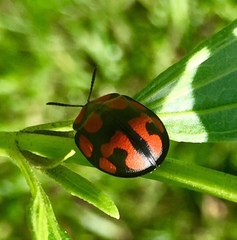 Botanochara angulata
