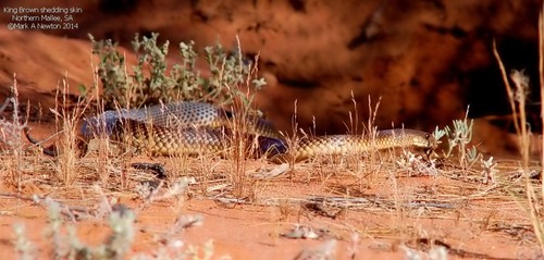 Mulga Snake sighting