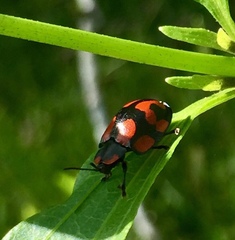 Botanochara angulata