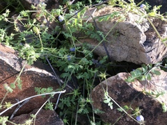 Pholistoma auritum arizonicum