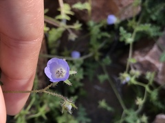 Pholistoma auritum arizonicum