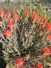 Castilleja foliolosa